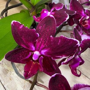 Alternative view of Фаленопсис Каскаден ПЕЛОРИК #183