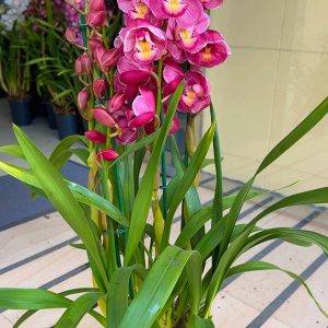 Alternative view of Цимбидиум  #45