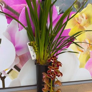 Alternative view of Каскаден Цимбидиум  #50