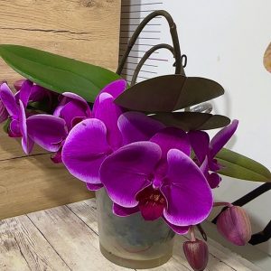 Фаленопсис Каскаден #189