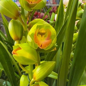 Alternative view of Цимбидиум  #42