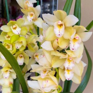 Цимбидиум #43