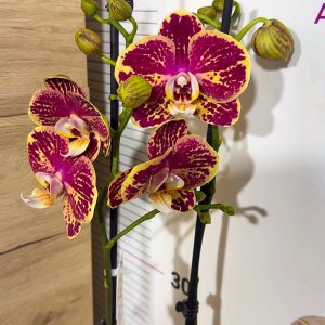 Фаленопсис 2 цв. #212