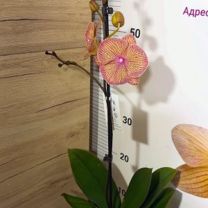 Alternative view of Фаленопсис 1 цв. Калейдоскоп #210