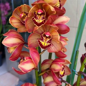 Цимбидиум #41