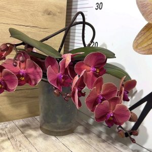 Alternative view of Фаленопсис Каскаден #188