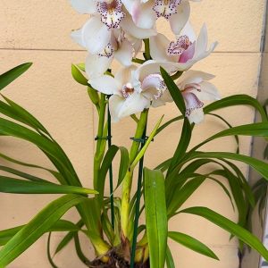 Alternative view of Цимбидиум  #40