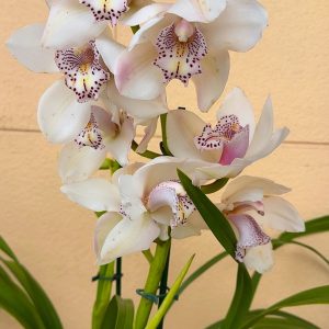 Цимбидиум #40