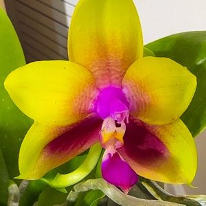 Фаленопсис Bear Queen #202