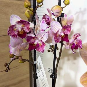 Фаленопсис 2цв. Пелорик #201