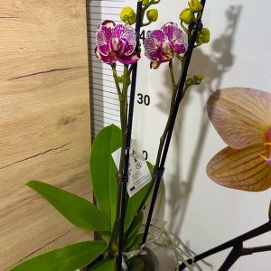 Alternative view of Фаленопсис 2цв. Пелорик #200