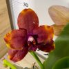 Фаленопсис 1-2цв #208