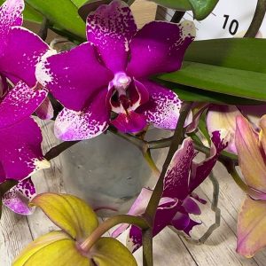 Alternative view of Фаленопсис Каскаден #184