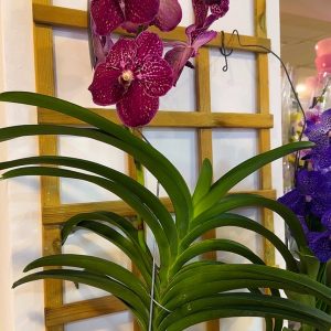 Alternative view of Ванда #162