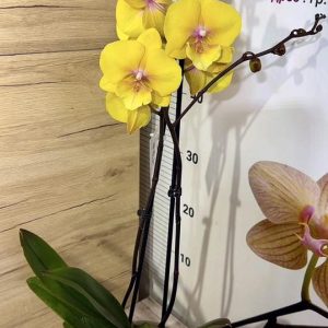 Alternative view of ТОП Цена!!Фаленопсис 2цв. Big Lip Mango   #101