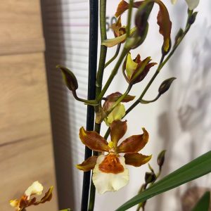 Ароматна Камбрия Каскадна #94