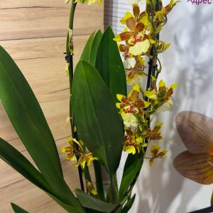 Alternative view of Ароматна Камбрия Каскадна  #93