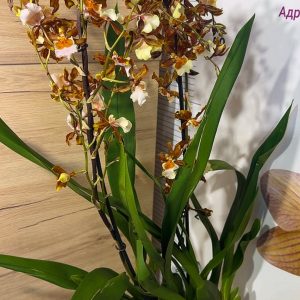 Alternative view of Ароматна Камбрия Каскадна  #96