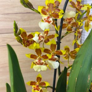 Ароматна Камбрия Каскадна #93