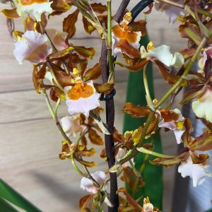 Ароматна Камбрия Каскадна #96