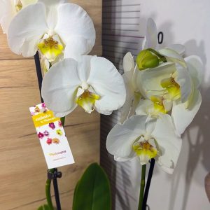 Фаленопсис 2 цв. #215