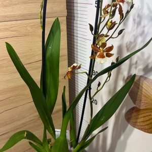 Alternative view of Ароматна Камбрия Каскадна  #94