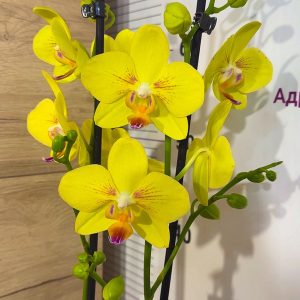 ТОП Цена!!Фаленопсис 2цв. #103