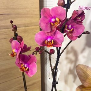 Фаленопсис 2 цв. #213