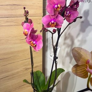 Alternative view of Фаленопсис 2 цв. #213