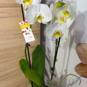 Alternative view of Фаленопсис 2 цв. #215