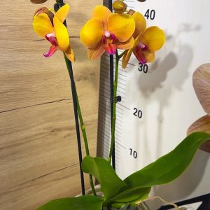 Alternative view of Фаленопсис 2 цв. #211