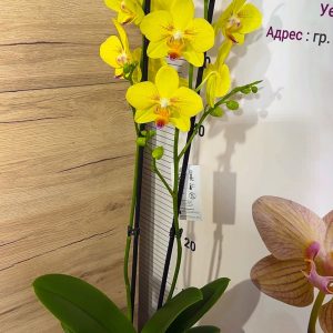 Alternative view of ТОП Цена!!Фаленопсис 2цв.  #103