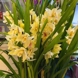 Alternative view of Топ Цена !! Цимбидиум  #36