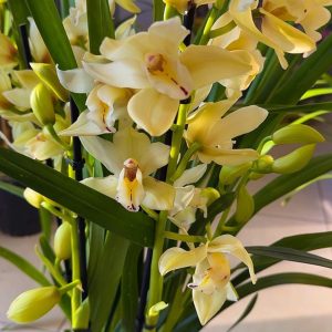 Топ Цена !! Цимбидиум #36