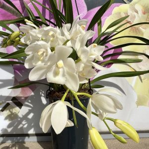 Каскаден Цимбидиум  #51