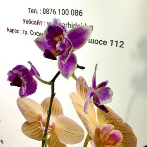Phalaenopsis Asian Mix 2.5 #152