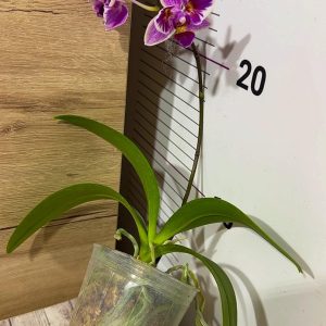 Alternative view of Phalaenopsis Asian Mix 2.5 #152
