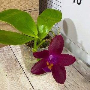 Phalaenopsis Asian Mix 2.5 #153