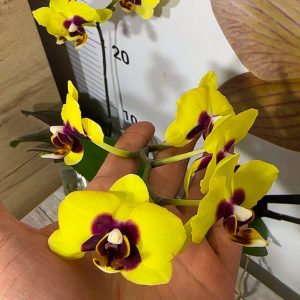 Phalaenopsis Asian Mix 2.5 #151