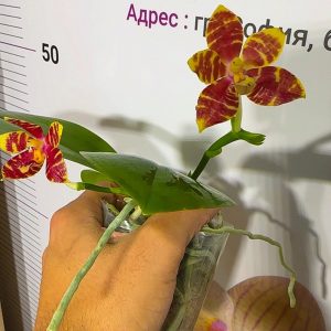 Alternative view of Phalaenopsis Asian Mix 2.5 #155