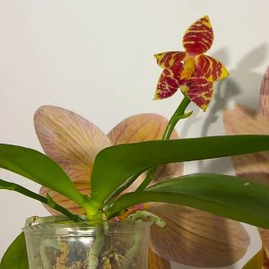 Alternative view of Phalaenopsis Asian Mix 2.5 #154