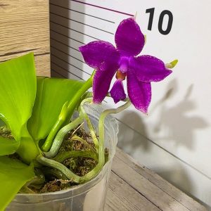 Phalaenopsis Asian Mix 2.5 #156