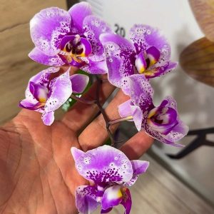 Phalaenopsis Asian Mix 2.5 #158