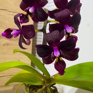 Phalaenopsis Asian Mix 2.5 #159