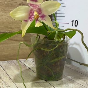 Alternative view of Phalaenopsis Asian Mix 2.5 #160