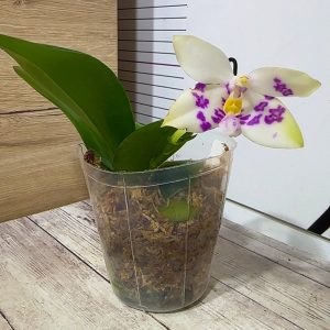 Alternative view of Phalaenopsis Asian Mix 2.5 #162