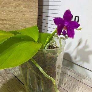 Alternative view of Phalaenopsis Asian Mix 2.5 #156