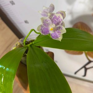 Alternative view of Phalaenopsis Asian Mix 2.5 #165