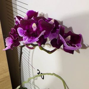 Alternative view of Phalaenopsis Asian Mix 2.5 #164
