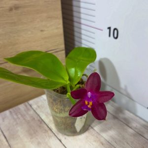 Alternative view of Phalaenopsis Asian Mix 2.5 #153